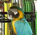 parrot (625x600, 125kb)