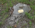 stump-mushroom-1 (641x525, 166kb)