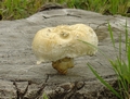 stump-mushroom-2 (690x525, 118kb)