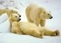 polar-bears (750x525, 102kb)